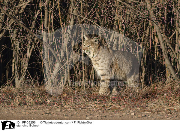 standing Bobcat / FF-09256