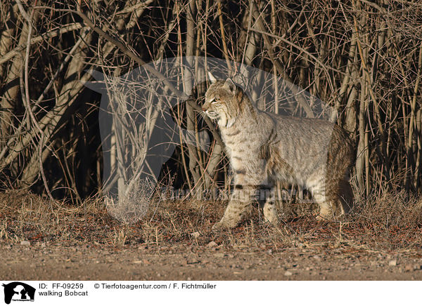 laufender Rotluchs / walking Bobcat / FF-09259