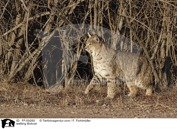 laufender Rotluchs / walking Bobcat / FF-09260