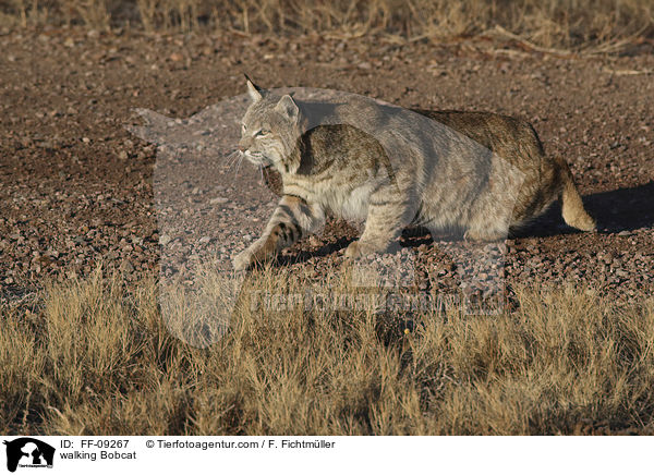 laufender Rotluchs / walking Bobcat / FF-09267