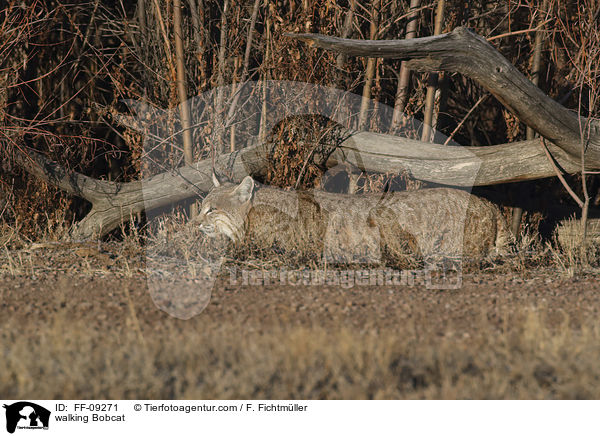 laufender Rotluchs / walking Bobcat / FF-09271