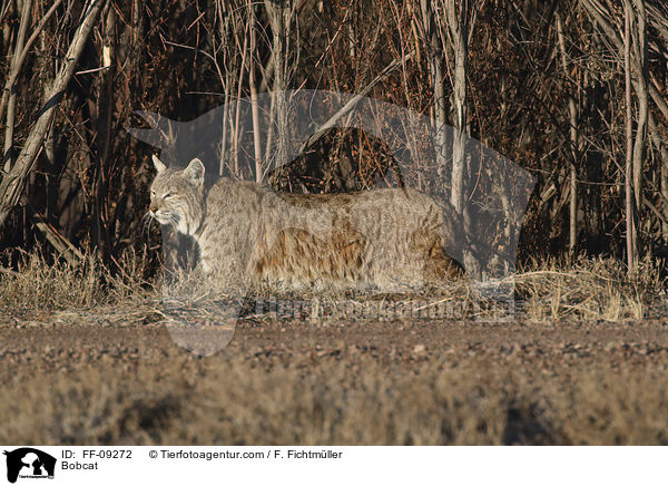 Rotluchs / Bobcat / FF-09272