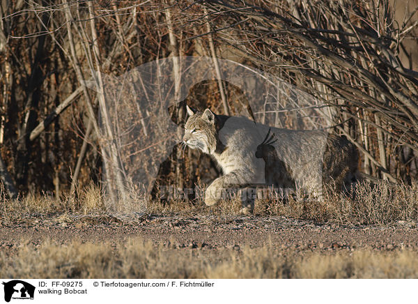 laufender Rotluchs / walking Bobcat / FF-09275