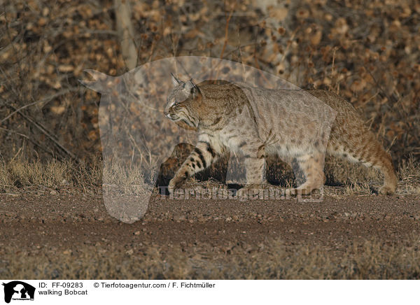 laufender Rotluchs / walking Bobcat / FF-09283