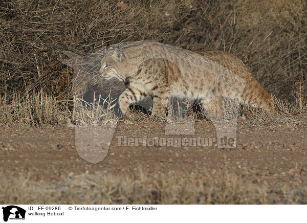 laufender Rotluchs / walking Bobcat / FF-09286