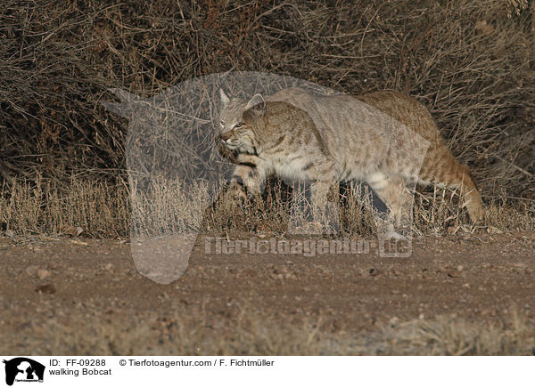 laufender Rotluchs / walking Bobcat / FF-09288