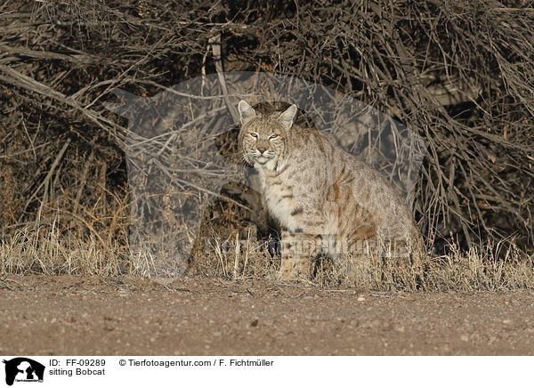 sitzender Rotluchs / sitting Bobcat / FF-09289