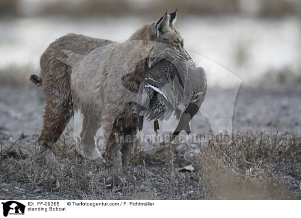 stehender Rotluchs / standing Bobcat / FF-09365