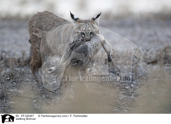 walking Bobcat / FF-09367