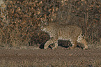 walking Bobcat