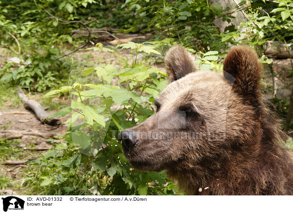 brown bear / AVD-01332
