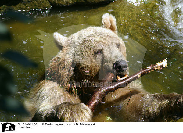 Braunbr im Wasser / brown bear / BM-01108