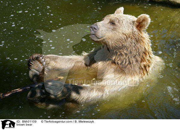 Braunbr im Wasser / brown bear / BM-01109
