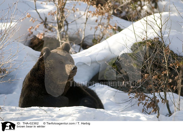 Braunbr im Winter / brown bear in winter / THA-02362
