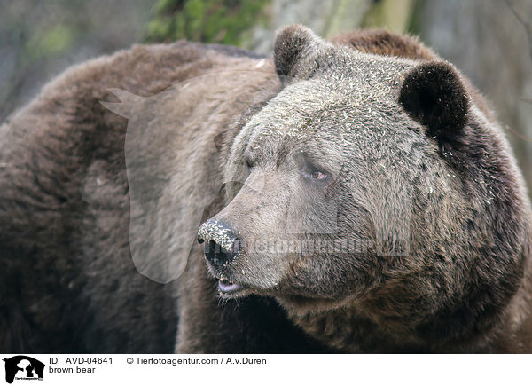 Braunbr / brown bear / AVD-04641