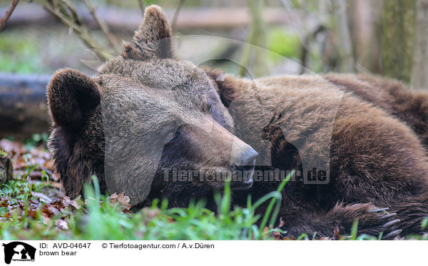 Braunbr / brown bear / AVD-04647