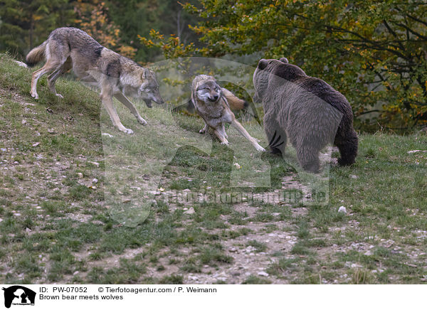 Braunbr trifft Wlfe / Brown bear meets wolves / PW-07052