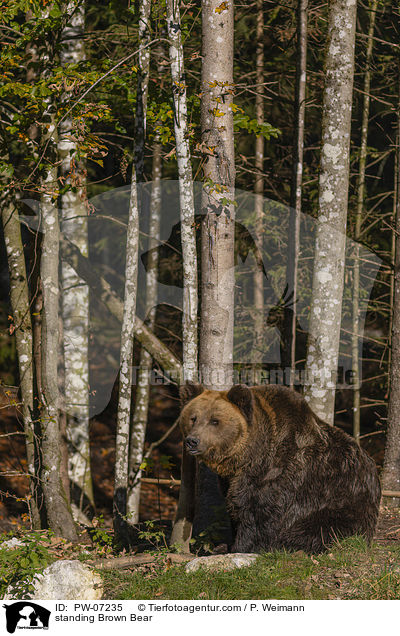 stehender Braunbr / standing Brown Bear / PW-07235