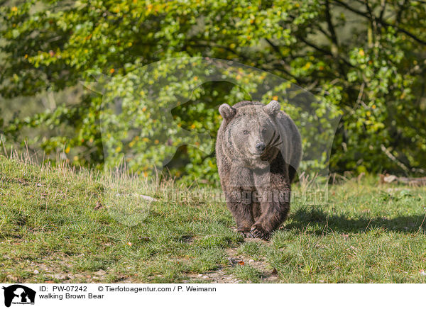 laufender Braunbr / walking Brown Bear / PW-07242