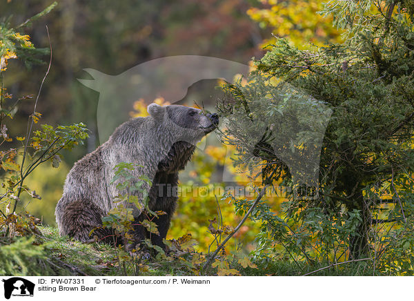 sitting Brown Bear / PW-07331