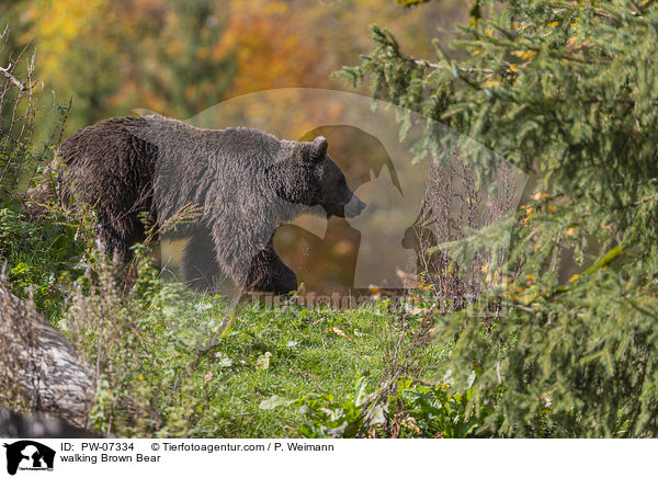 walking Brown Bear / PW-07334