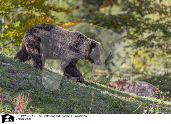 Brown Bear / PW-07341