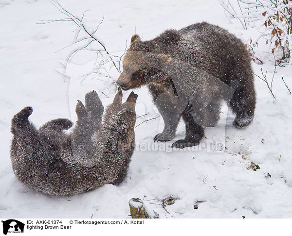 kmpfende Braunbren / fighting Brown Bear / AXK-01374