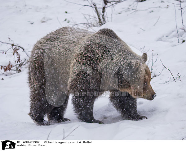 laufender Braunbr / walking Brown Bear / AXK-01382