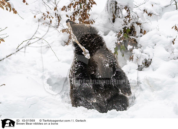 Braunbr knabbert an einem Knochen / Brown Bear nibbles on a bone / IG-01569