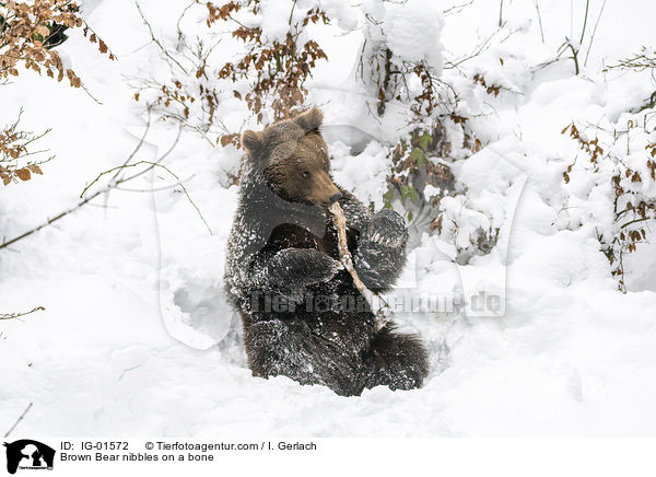 Brown Bear nibbles on a bone / IG-01572