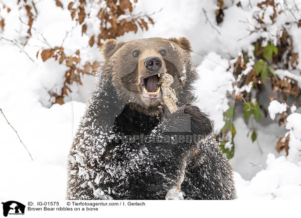 Brown Bear nibbles on a bone / IG-01575