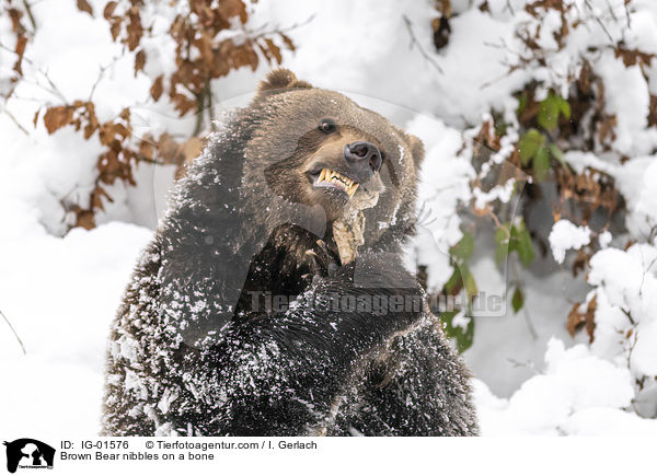 Braunbr knabbert an einem Knochen / Brown Bear nibbles on a bone / IG-01576