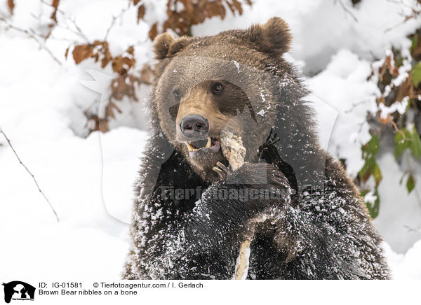 Braunbr knabbert an einem Knochen / Brown Bear nibbles on a bone / IG-01581