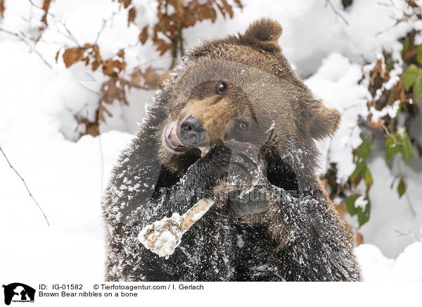 Brown Bear nibbles on a bone / IG-01582