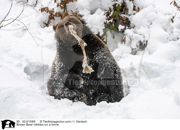 Braunbr knabbert an einem Knochen / Brown Bear nibbles on a bone / IG-01586