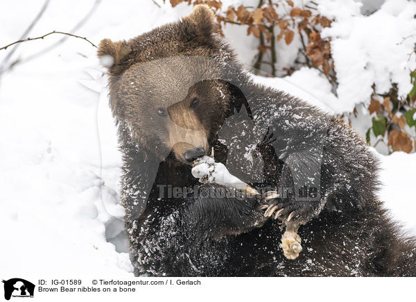 Braunbr knabbert an einem Knochen / Brown Bear nibbles on a bone / IG-01589