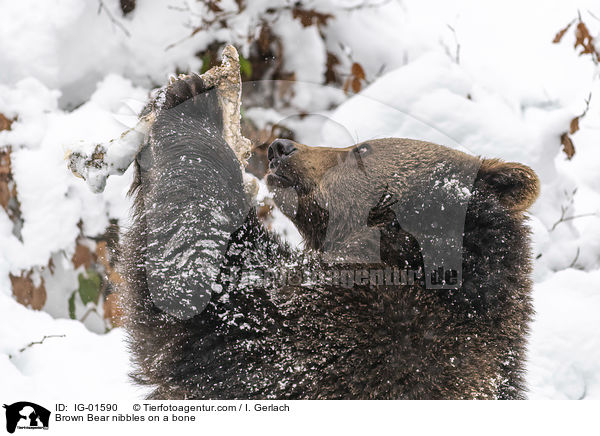 Braunbr knabbert an einem Knochen / Brown Bear nibbles on a bone / IG-01590