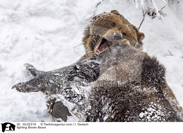 kmpfende Braunbren / fighting Brown Bears / IG-02319