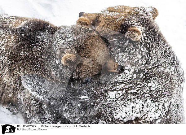 kmpfende Braunbren / fighting Brown Bears / IG-02327