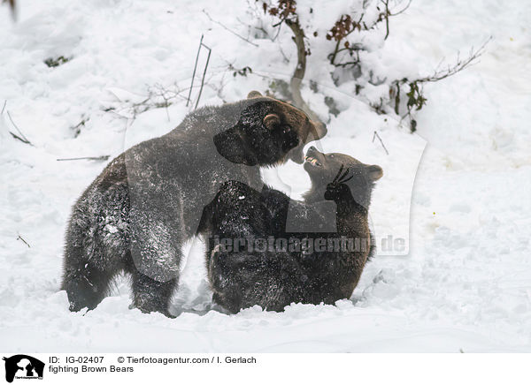 kmpfende Braunbren / fighting Brown Bears / IG-02407