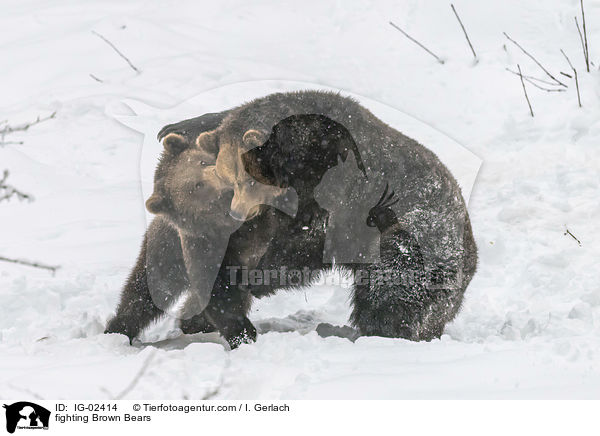 kmpfende Braunbren / fighting Brown Bears / IG-02414