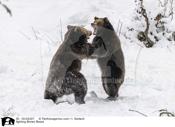 kmpfende Braunbren / fighting Brown Bears / IG-02427