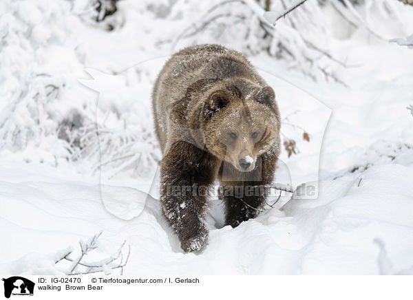 laufender Braunbr / walking  Brown Bear / IG-02470