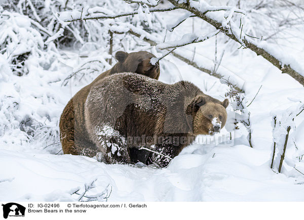 Braunbren im Schnee / Brown Bears in the snow / IG-02496