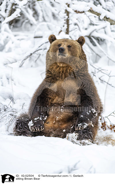 sitzender Braunbr / sitting Brown Bear / IG-02504