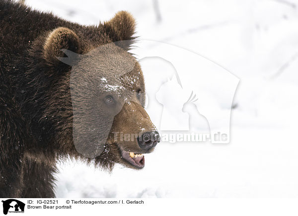 Braunbr Portrait / Brown Bear portrait / IG-02521