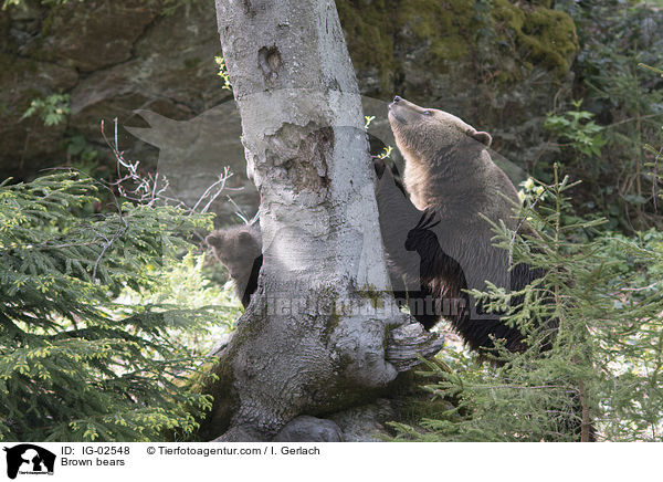 Braunbren / Brown bears / IG-02548