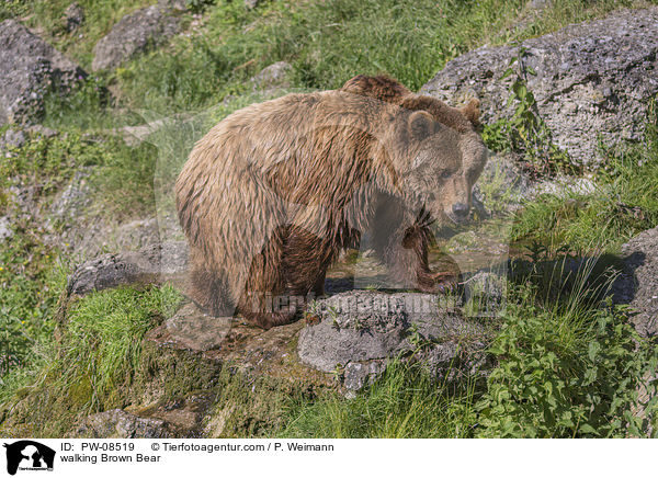 laufender Braunbr / walking Brown Bear / PW-08519