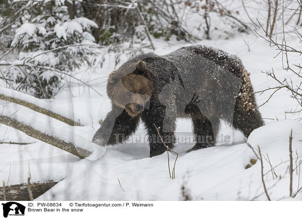 Braunbr im Schnee / Brown Bear in the snow / PW-08634