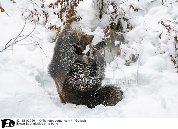 Braunbr knabbert an einem Knochen / Brown Bear nibbles on a bone / IG-02956